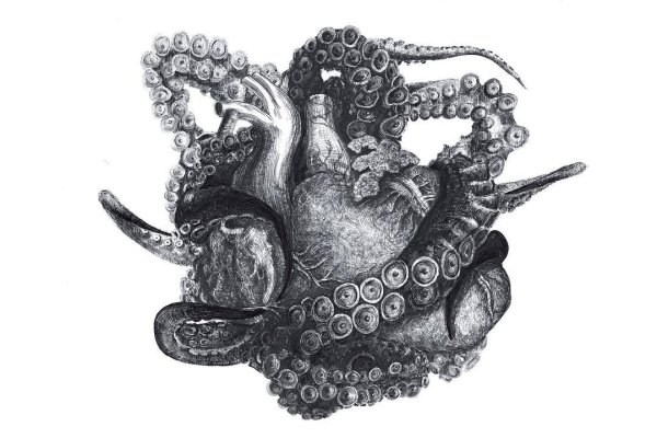 Kraken darknet sliv php