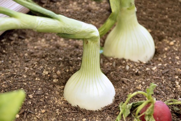 Ссылка на кракен onion kraken dark link