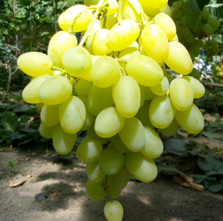 Кракен ссылка onion